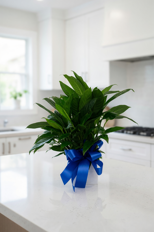 Peace Lily