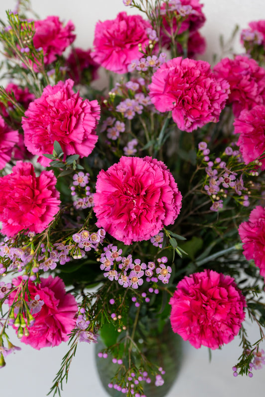 Carnation Tribute