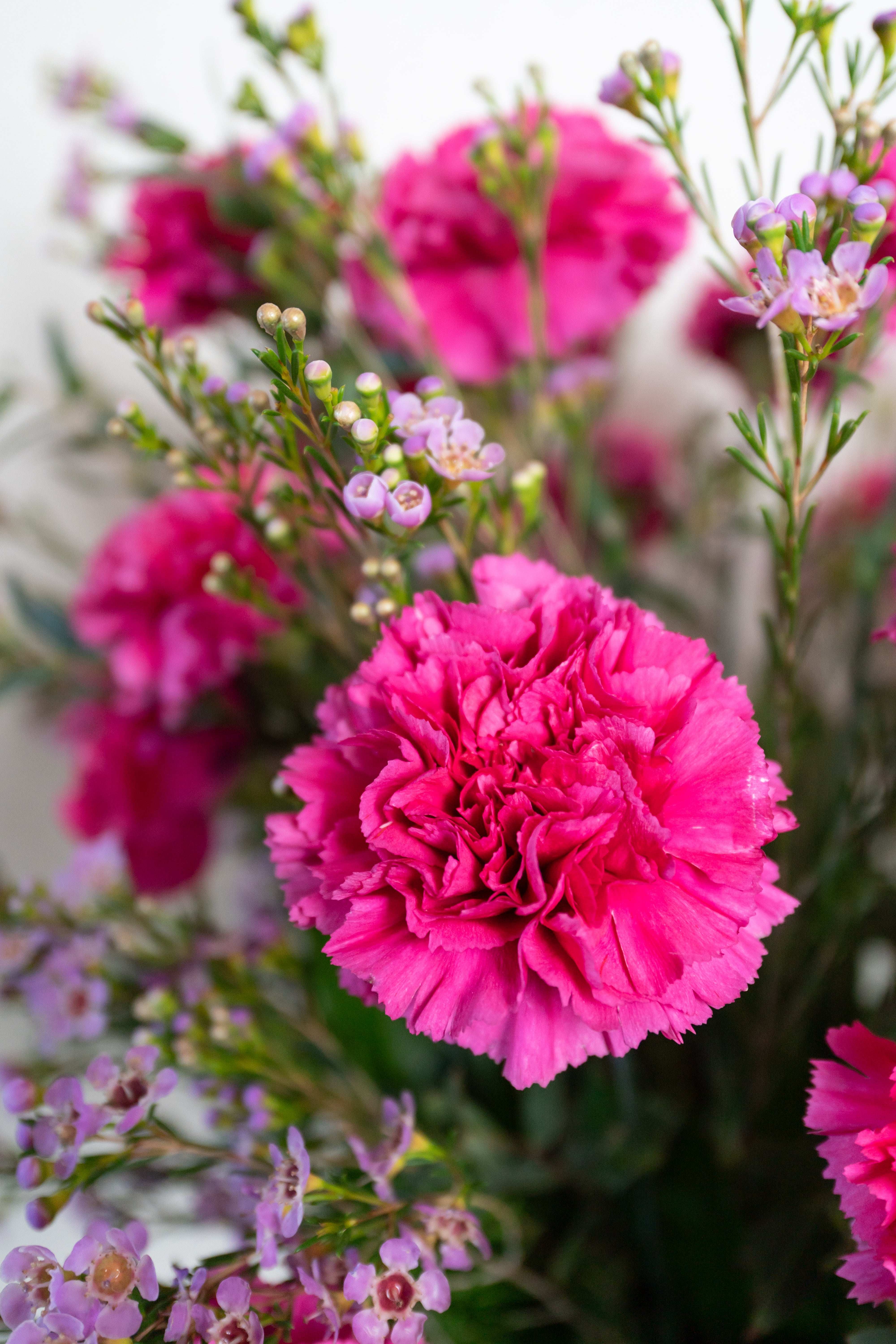 Carnation Tribute